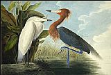Egret Canvas Paintings - Reddish Egret